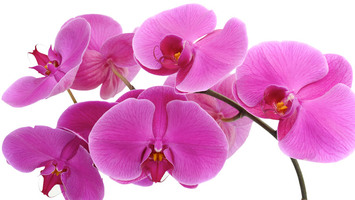 Valentine's Plants