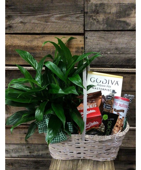 Plant & Treats Combo