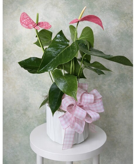 ANTHURIUM PLANTER