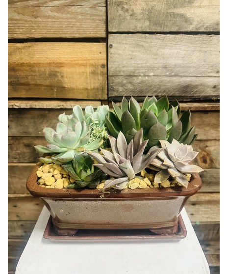 BONSAI POT WITH SUCCULENTS