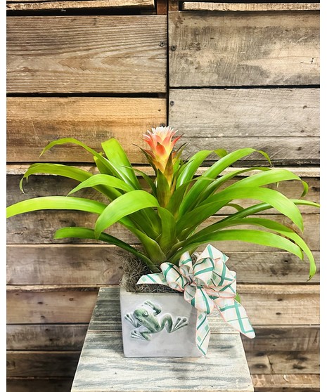 BROMELIAD IN FROG PLANTER