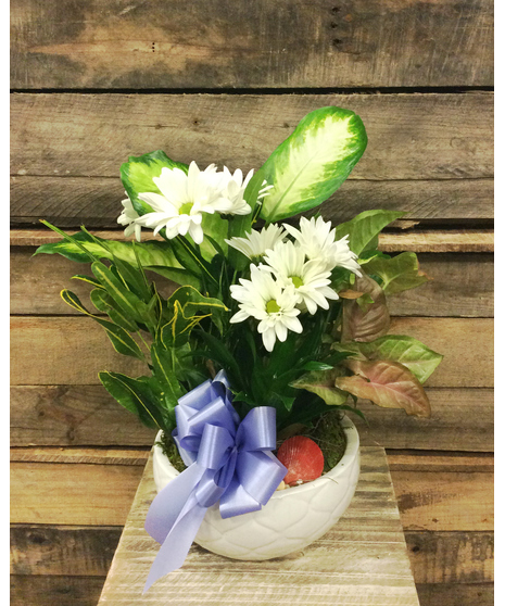 Ceramic Dish Garden (Standard)