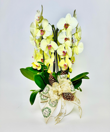 ORCHID EXTRAVAGANZA