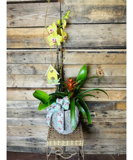 Orchid Garden Combo
