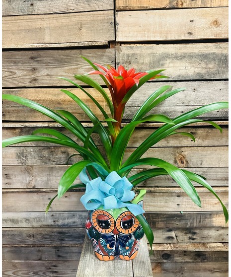 TALAVERA BROMELIAD OWL PLANTER