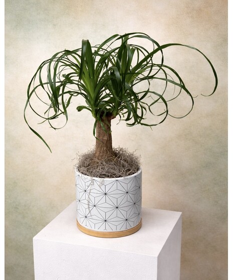 PONY TAIL PALM PLANTER