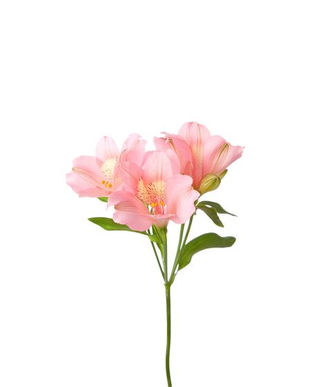 Pink Alstroemeria - 10 Stems