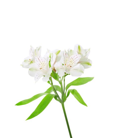 White Alstroemeria - 10 Stems