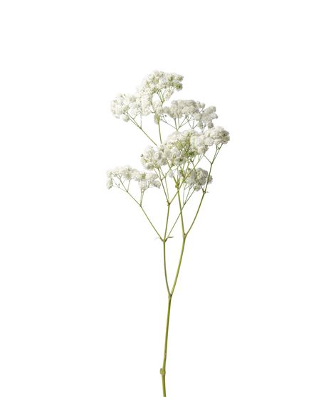 Baby's Breath