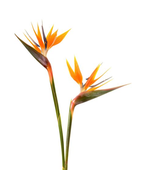 Birds of Paradise - 5 Stems