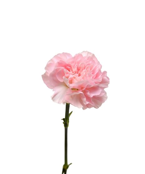 Light Pink Carnations