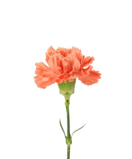 Orange Carnations