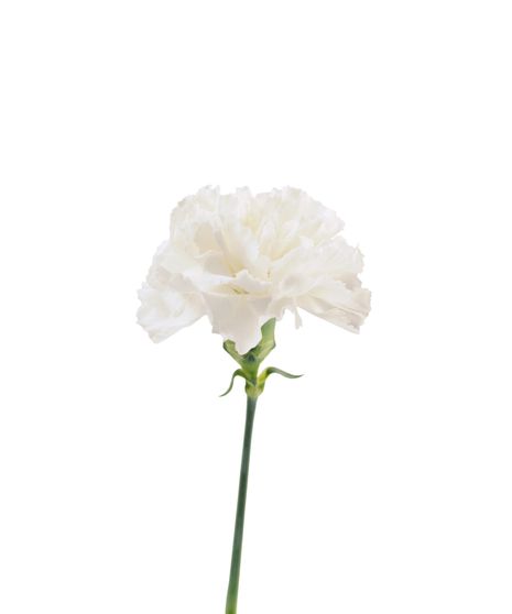 White Carnations