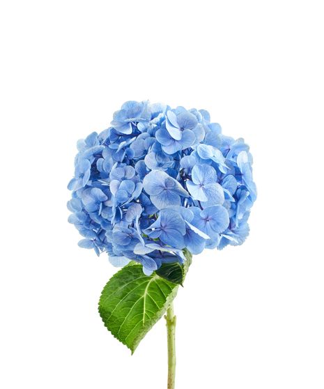 Blue Hydrangeas