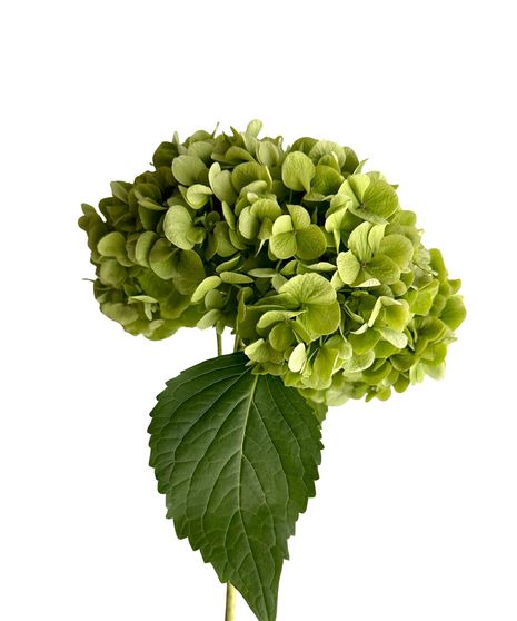 Dark Green Hydrangeas