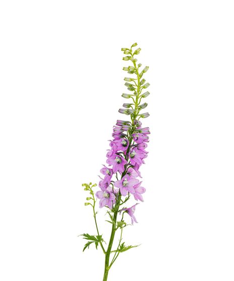 Pink Larkspur - 10 Stems