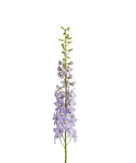 Purple Larkspur - 10 Stems
