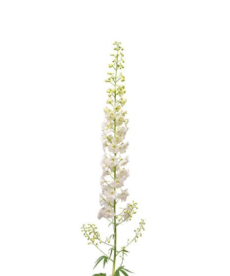 White Larkspur - 10 Stems