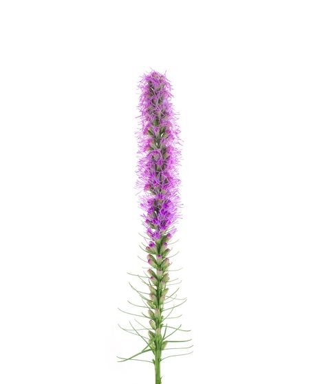 Liatris - 10 Stems