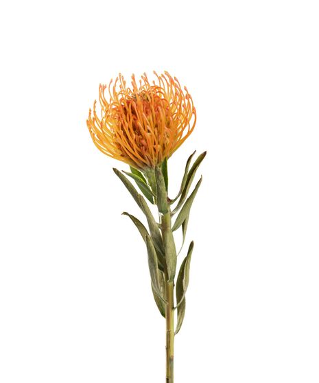 Orange Pincushion Protea - 5 Stems