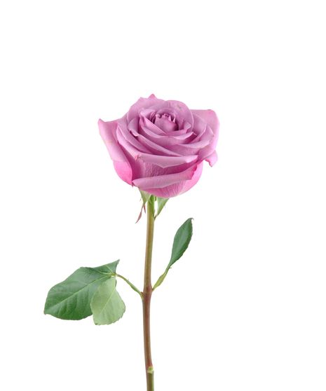 Lavender Long Stem Roses