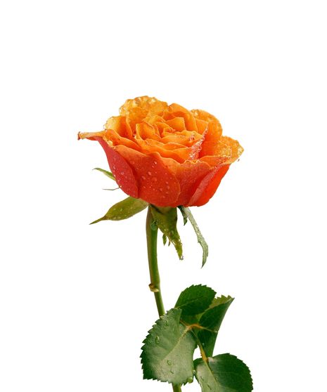 Orange Long Stem Roses