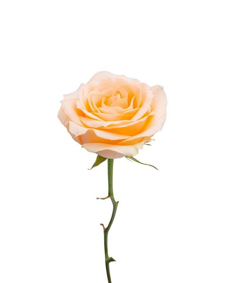 Peach Long Stem Roses