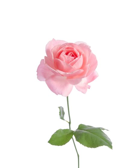 Pink Long Stem Roses