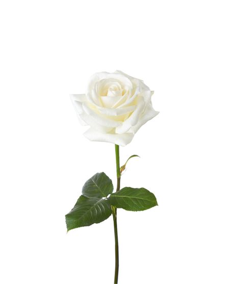 White Long Stem Roses