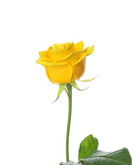 Yellow Long Stem Roses