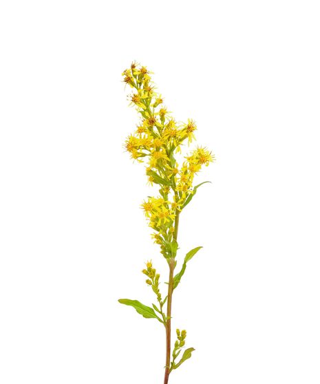 Solidago