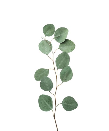 Silver Dollar Eucalyptus