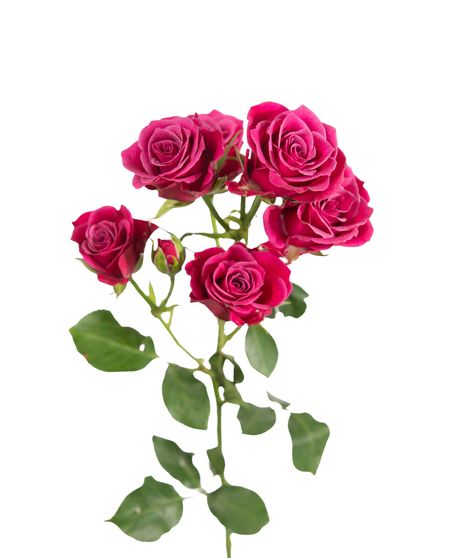 Hot Pink Spray Roses