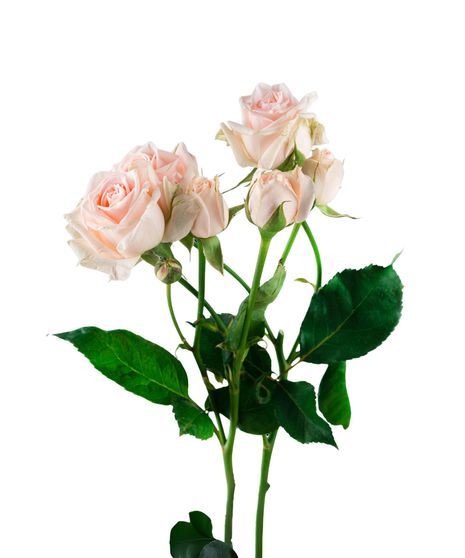 Light Pink Spray Roses
