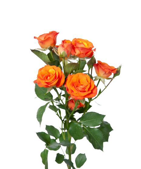 Orange Spray Roses