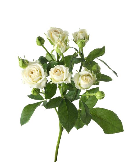 White Spray Roses