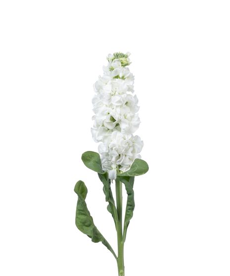 White Stock - 10 Stems