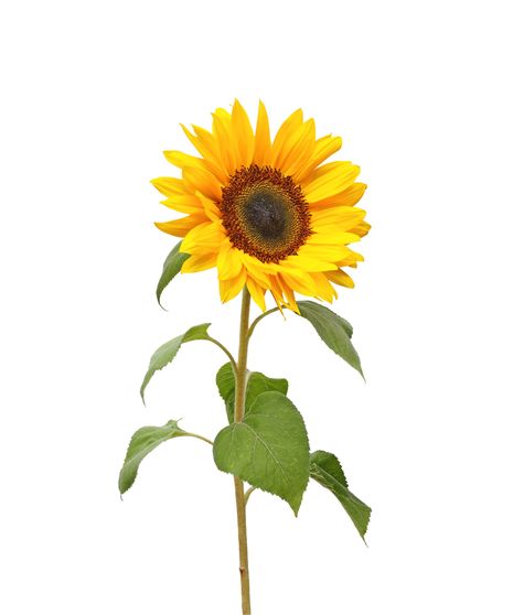 Sunflowers - Medium Size