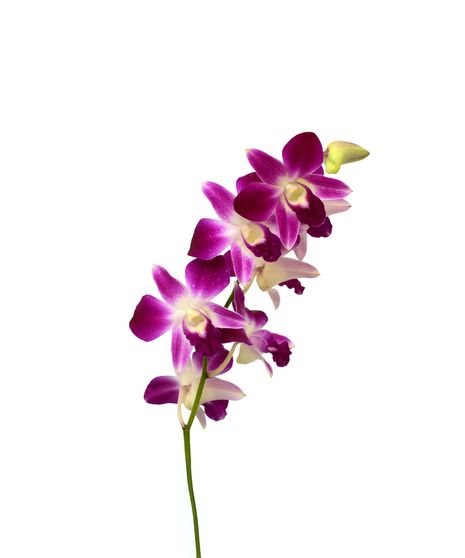 Variegated Dendrobium Orchid - 5 Stems