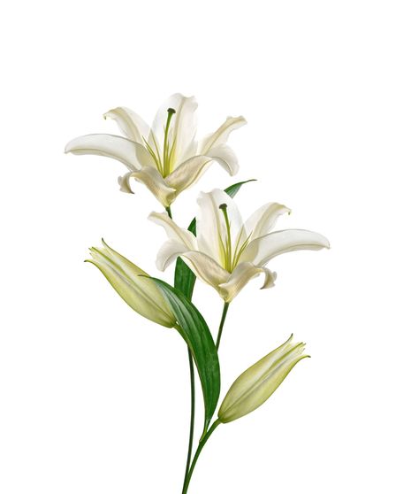 White Lilies