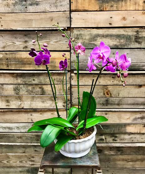 QUAD-ORCHID DISH GARDEN