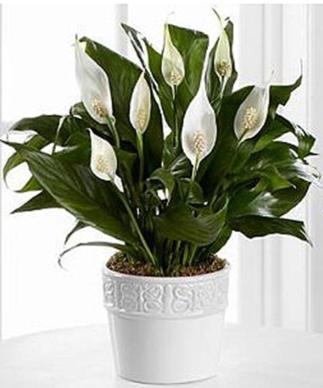 Simply Ceramic Spathiphyllum