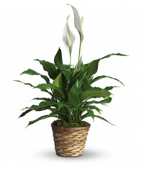 Simply Spathiphyllum