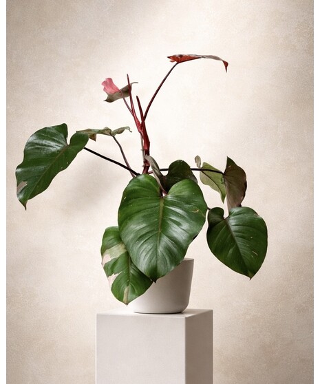 VARIEGATED PHILODEDRON