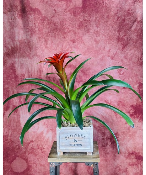 FLOWER MARKET BROMELIAD