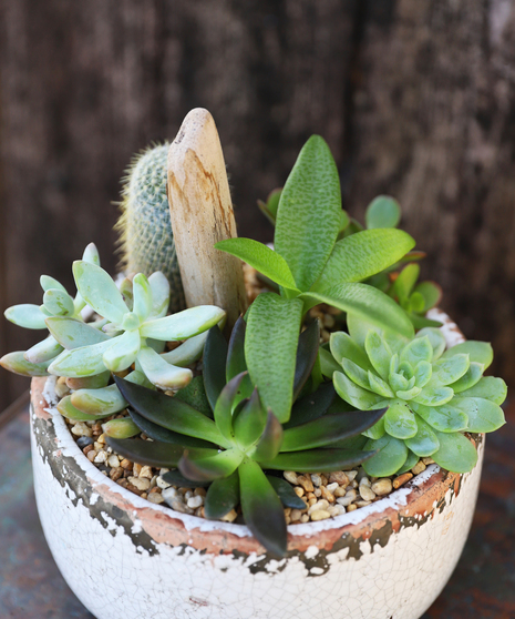 Succulent Garden