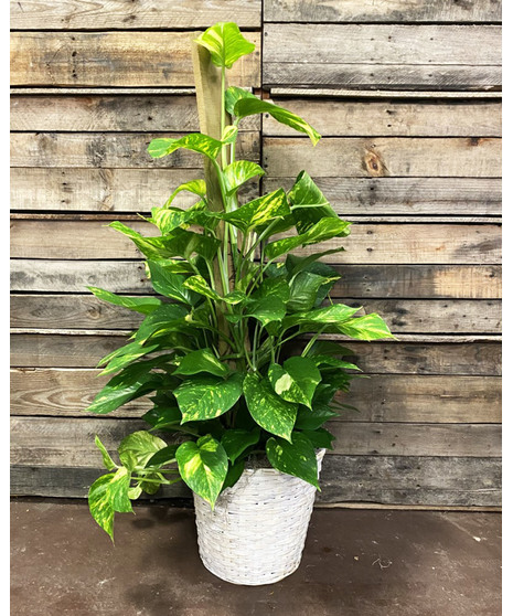 Pothos Plant