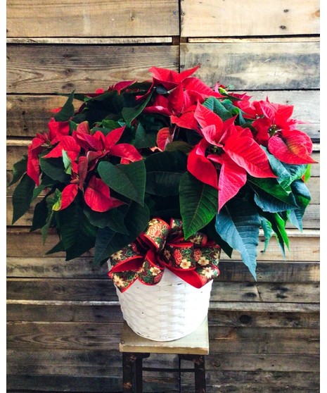 RED POINSETTIA PLANT (10
