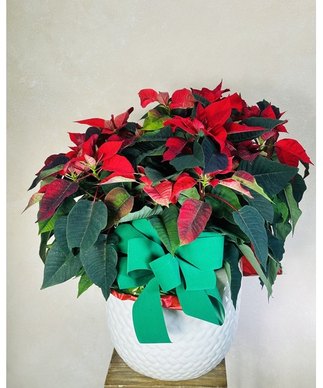 RED POINSETTIA PLANT (10