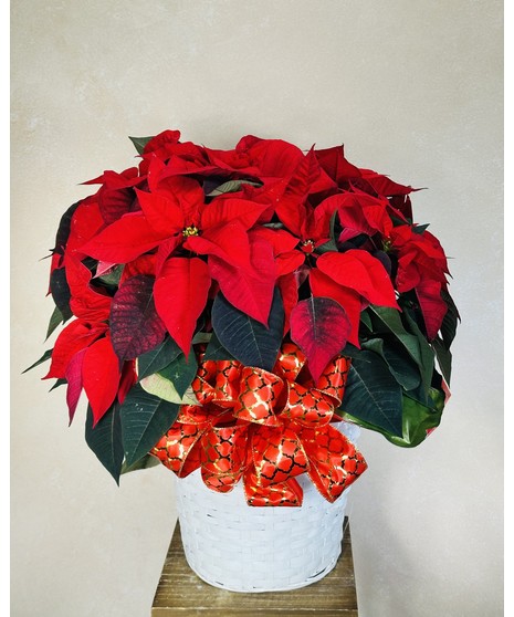 RED POINSETTIA PLANT (10